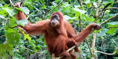 International Orangutan Day (19th August) Days Of The Year