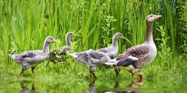 Mother Goose Day (1st May) | Days Of The Year