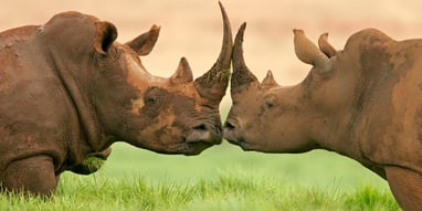 World Rhino Day (22nd September) Days Of The Year