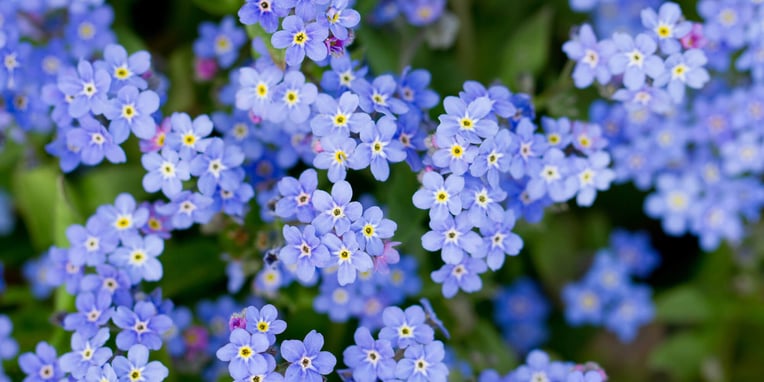 Forget-me-not Day (10th November) | Days Of The Year