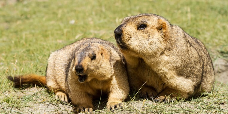 marmot-day-2nd-february-days-of-the-year