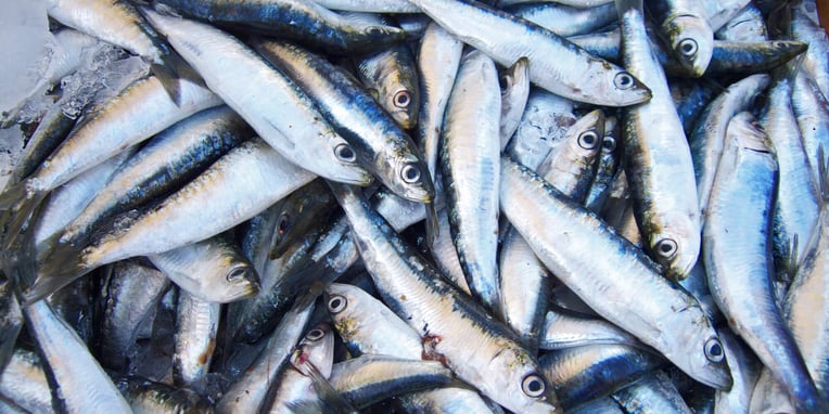 sardines-day-24th-november-days-of-the-year