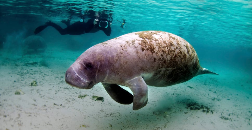 Manatee Appreciation Day (31st March, 2021) Days Of The Year