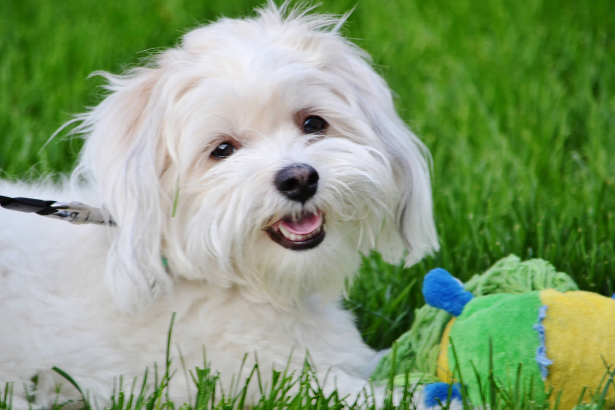 Coton de Tulear Day (November 26th)