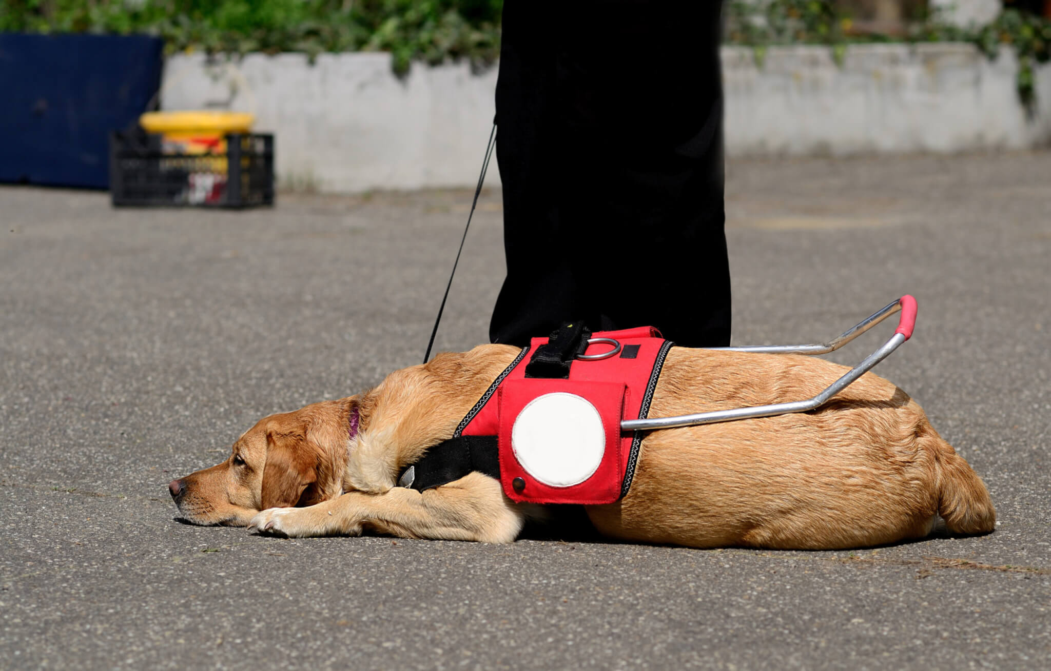 can service dogs detect strokes