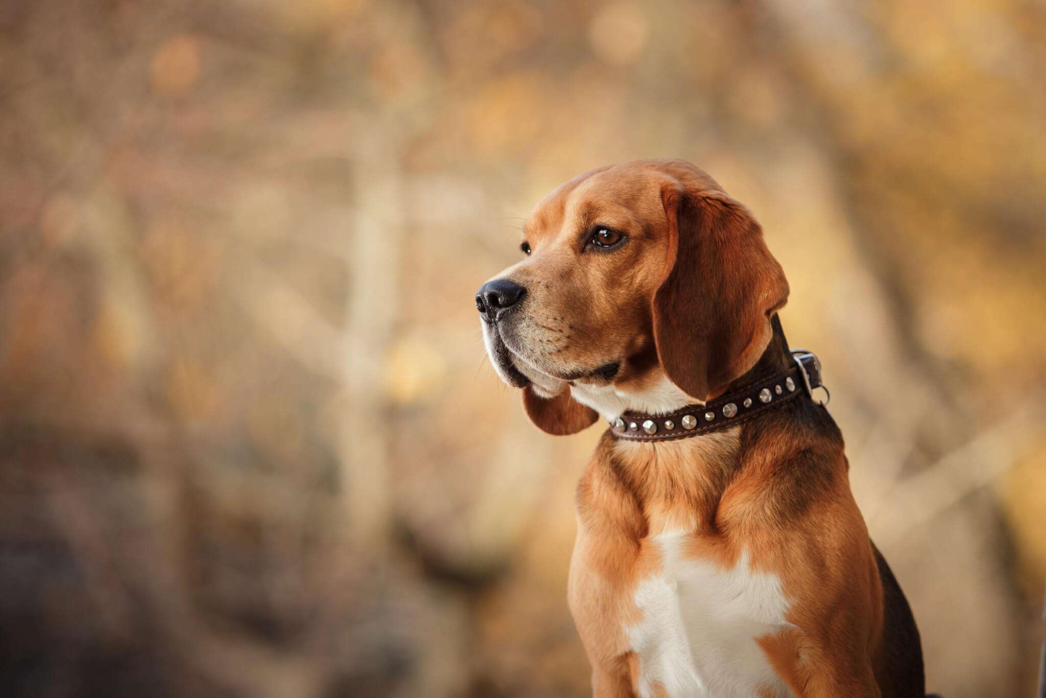 National store beagle day