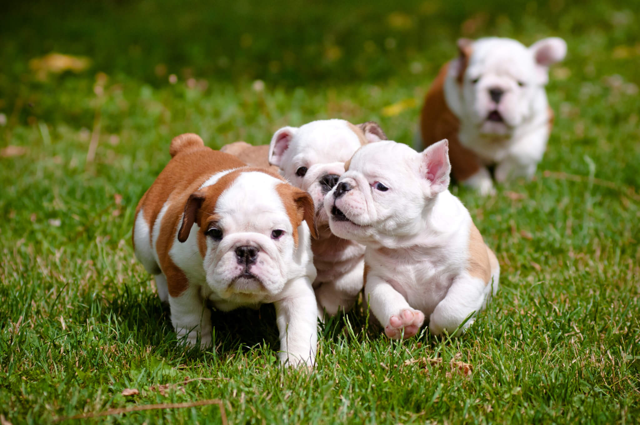 National Bulldogs Are Beautiful Day (April 21st) | Days Of The Year