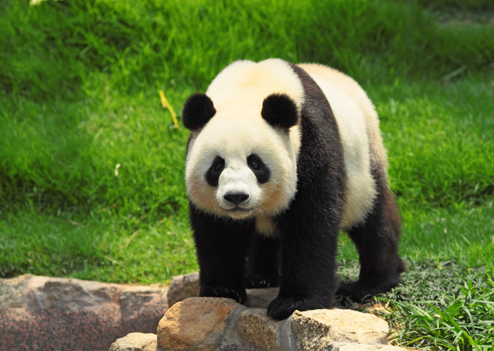 Панда в полный рост