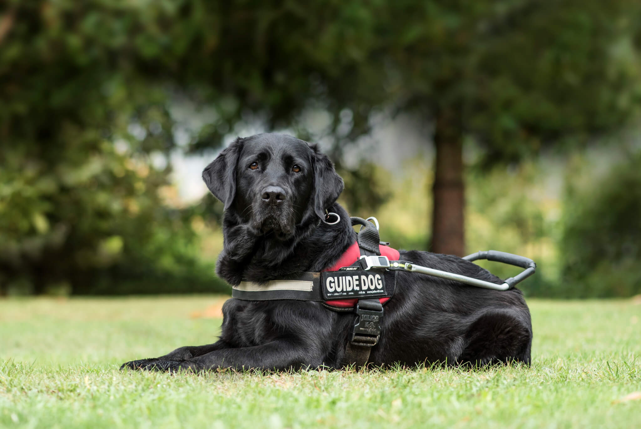 National guide dog sales month