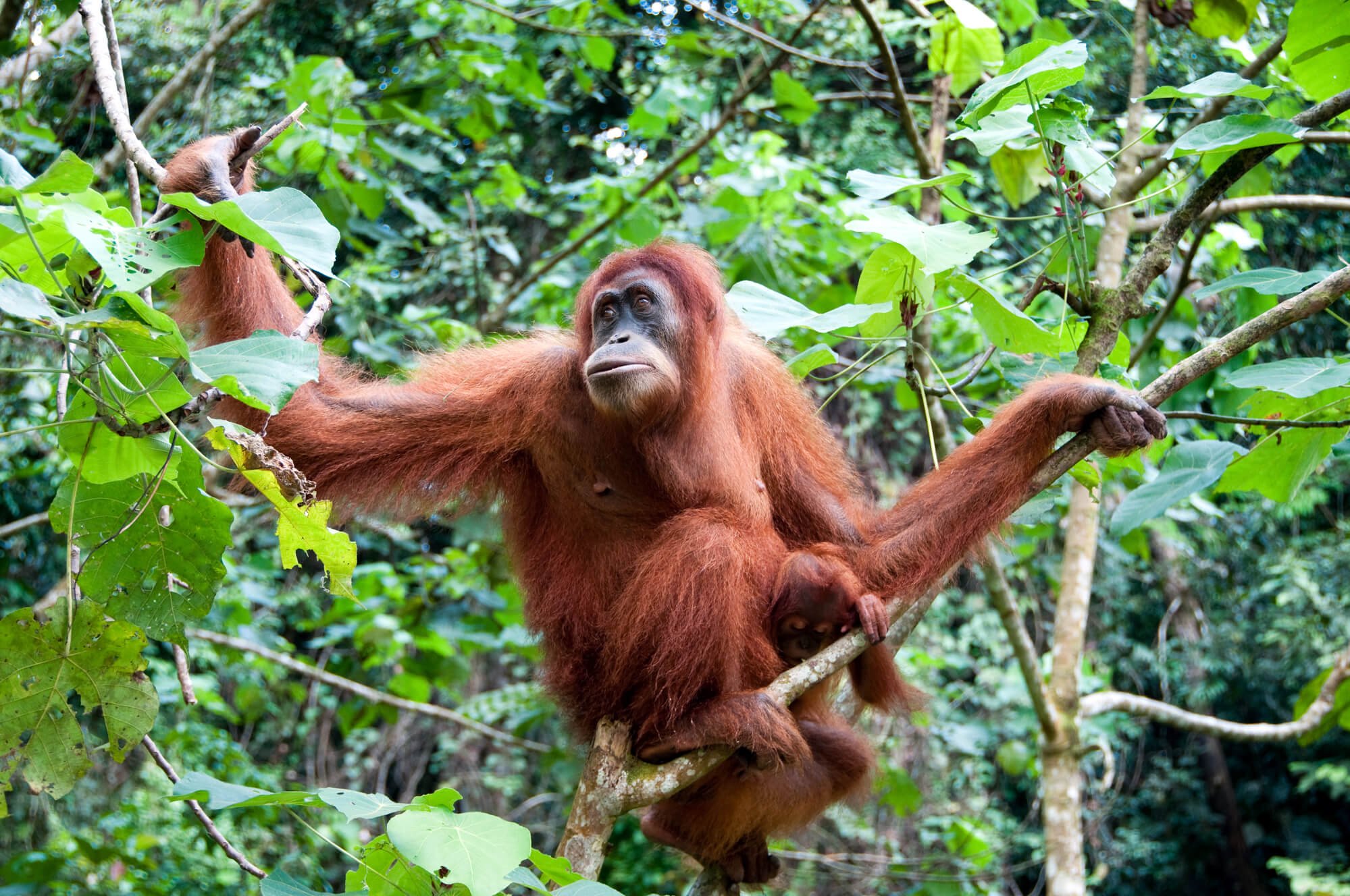 orangutan in tree