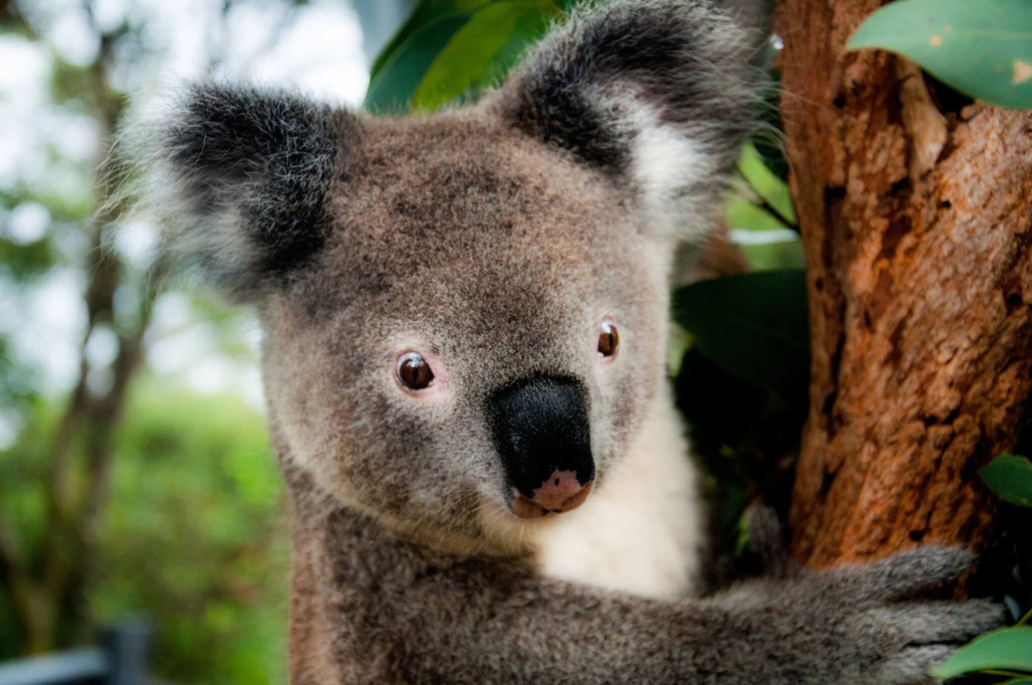 Save the Koala Month - Australian Koala Foundation