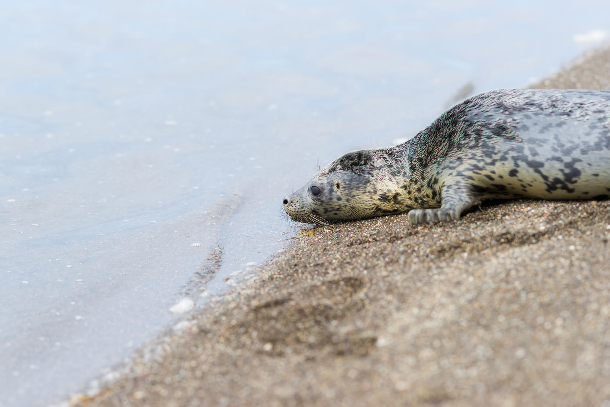 Marine Mammal Rescue Day (27th April) | Days Of The Year