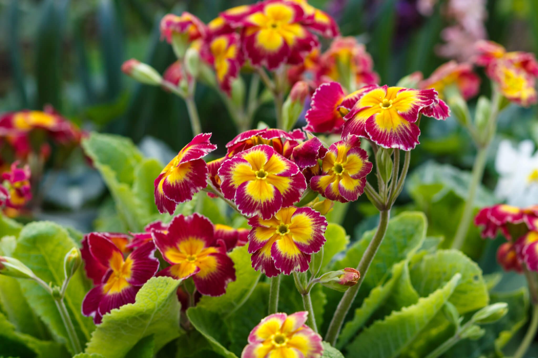 Primrose garden deals