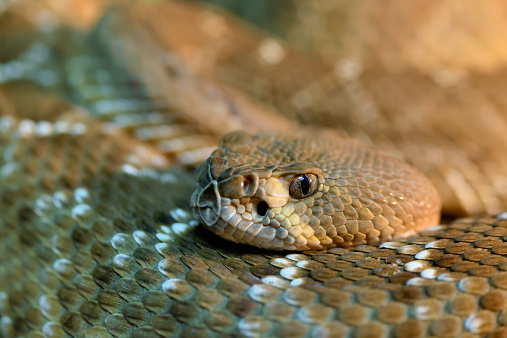 Время змеи. Фото гремучей змеи в аквариуме. Red Rattler.