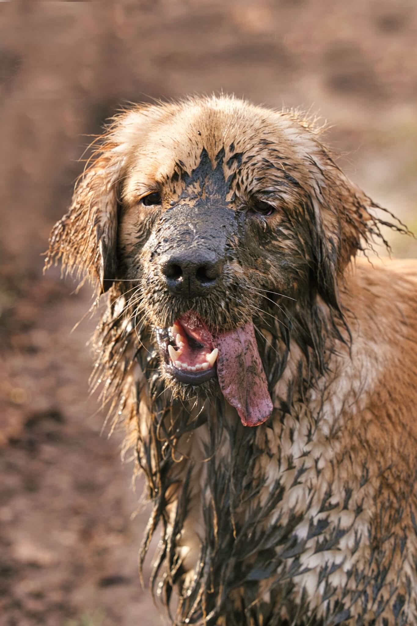 Muddy dog on sale