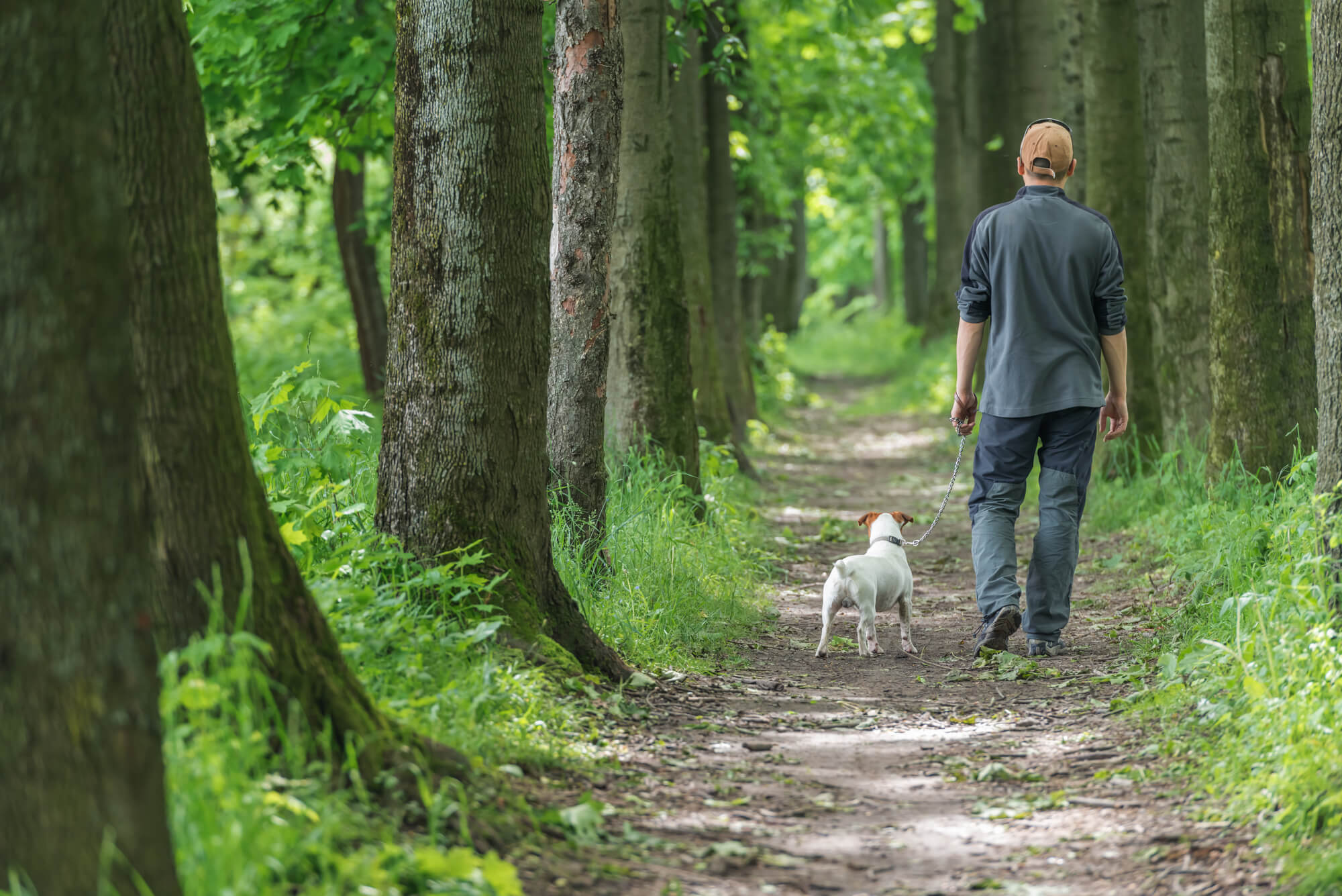 how far will a blind dog walk into the forest